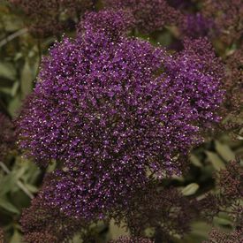 Lake Michigan Violet, (F1) Trachelium Seed